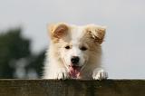 BORDER COLLIE 1281